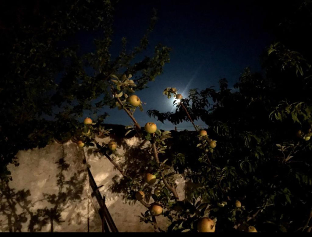 Manzanas en la Noche